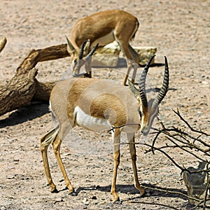Dorcas Gazelle (Gazella dorcas neglecta)