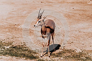 Dorcas Gazelle isolated over the savanna