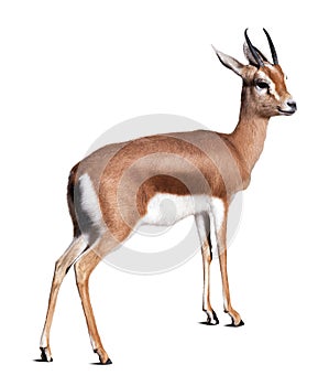 Dorcas gazelle. Isolated over white background