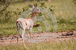 Dorcas gazelle in the savanna. Gazella dorcas.