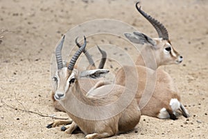 Dorcas Gazelle