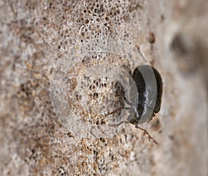 Dorcatoma dresdensis on polypore