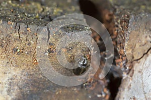 Dorcatoma dresdensis on polypore