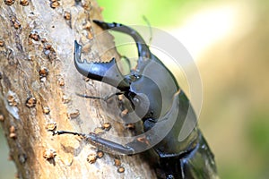Dorcus bucephalus stag beetle