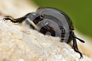 Dorcus parallelipipedus closeup photo