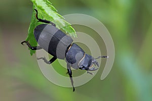 Dorcus parallelipipedus, the lesser stag beetle, is a species of stag beetle.