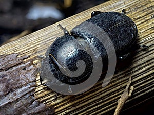 Dorcus parallelipipedus on a piece of old reed