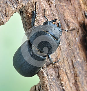 Dorcus parallelopipedus