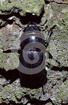 Dorcus parallelopipedus or lesser stag beetle