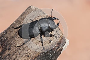 Dorcus parallelopipedus stag beetle medium-sized beetle that in autumn appears hibernating in the semi-hard trunks