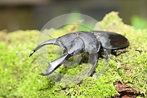Dorcus titanus typhon stag beetle