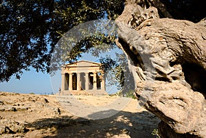 Doric temple of Concordia with olive tree photo