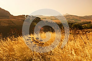 The Doric temple of Segesta