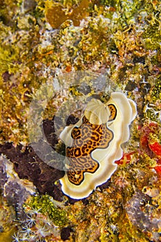 Dorid Nudibranch, South Ari Atoll, Maldives