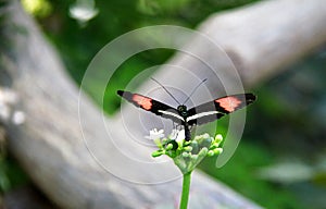 Doris Butterfly