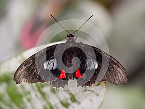 Doris butterfly on leaf