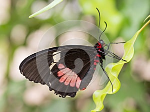 Doris butterfly on leaf