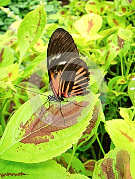 Doris-Falter Butterfly photo