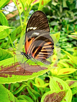 Doris-Falter Butterfly photo