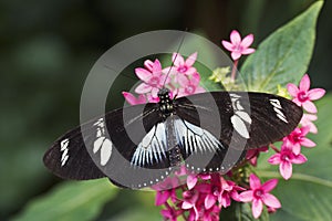 Doris Longwing Butterfly