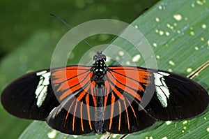 Doris Longwing Butterfly