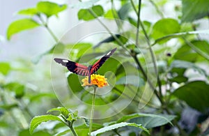 The Doris Longwing Butterfly