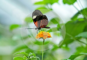 The Doris Longwing Butterfly