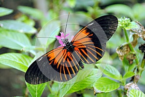 Doris Longwing Butterfly