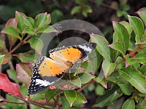 Doris Longwing Butterfly