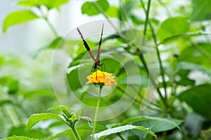 The Doris Longwing Butterfly