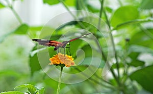 The Doris Longwing Butterfly