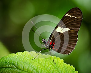 Doris Longwing butterfly (Heliconius Doris)