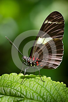 Doris Longwing butterfly (Heliconius Doris)