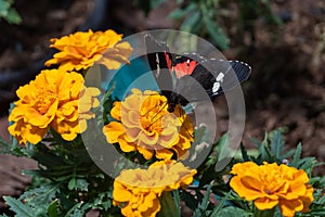 Doris longwing butterfly Heliconius doris viridis close up on orange flowers