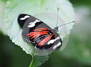 Doris longwing butterfly, Laparus doris