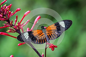 Doris Longwing butterfly on a red flower