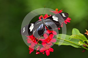 Doris Longwing butterfly on red flowers