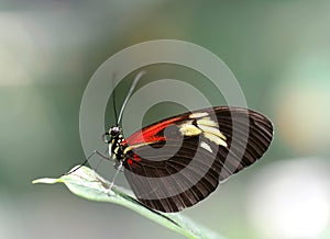 Doris Longwing butterfly resting on a leaf