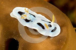 doris nudibranch sea slug
