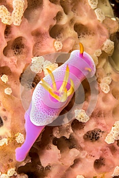 doris nudibranch sea slug