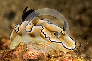 doris nudibranch sea slug