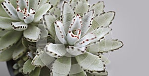 Doris Taylor.Succulent plant with dense of white hairs on leaves.