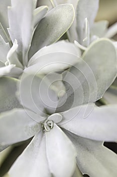 Doris Taylor.Succulent plant with dense of white hairs on leaves.