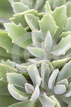 Doris Taylor.Succulent plant with dense of white hairs on leaves.