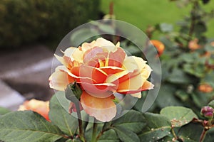 Doris Tisterman\'s hybrid tea rose in the Butchart Garden