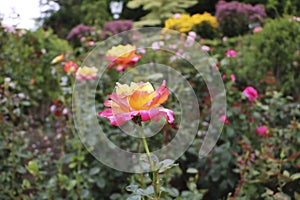 Doris Tisterman\'s hybrid tea roses in the Butchart Garden
