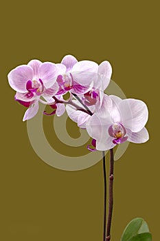 Doritaenopsis orchid isolated