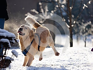 Dorky Dog in snow photo