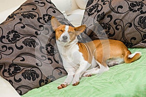 Dormant Basenji dog