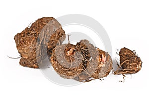 Dormant Caladium plant bulbs on white background